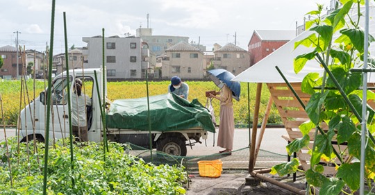 おかのり おか野菜シリーズ 畑の海藻 愛の野菜伝道師 おかのり おか野菜シリーズ 畑の海藻 愛の野菜伝道師