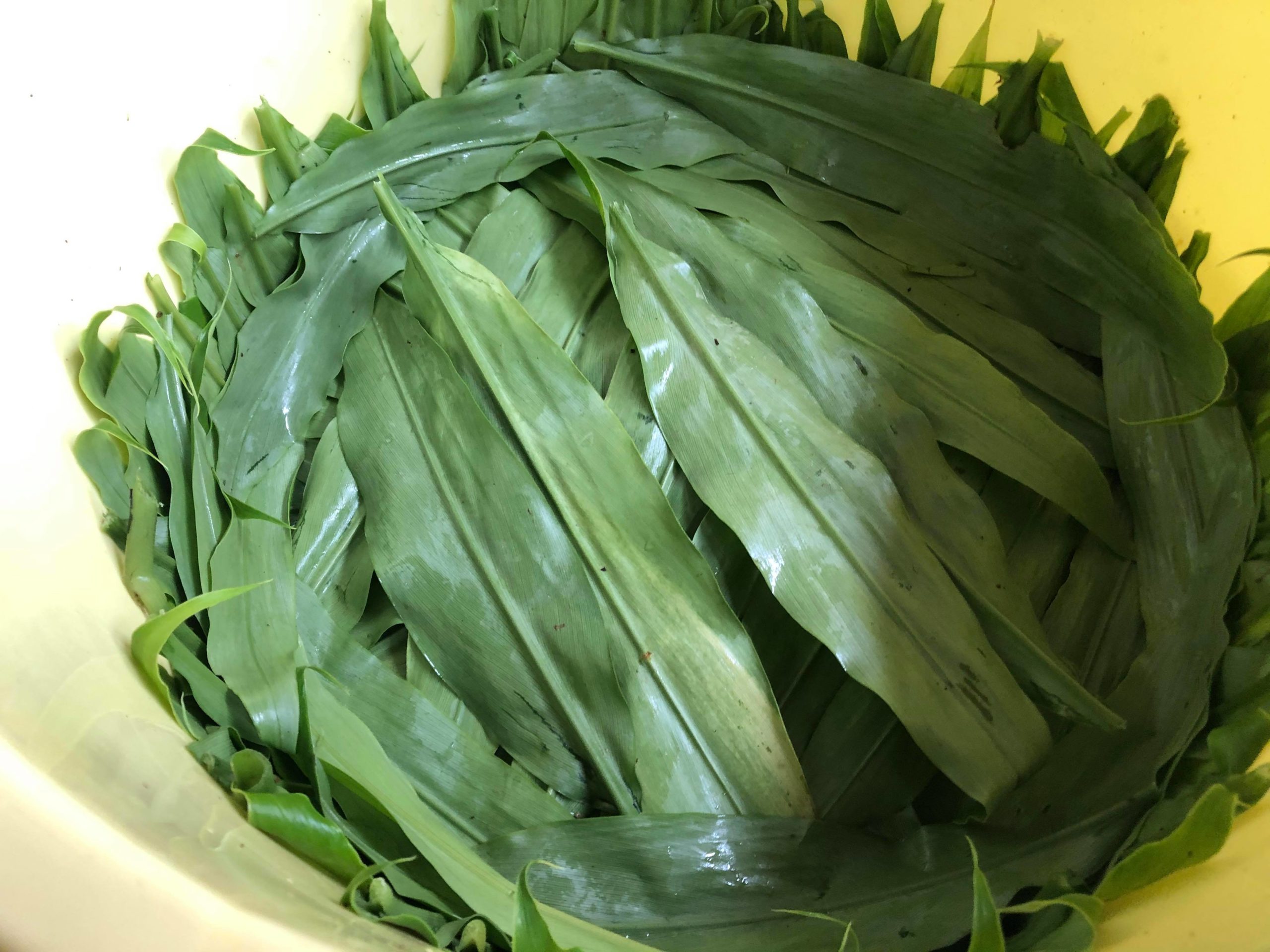 白かびの仕込み みょうが 愛の野菜伝道師