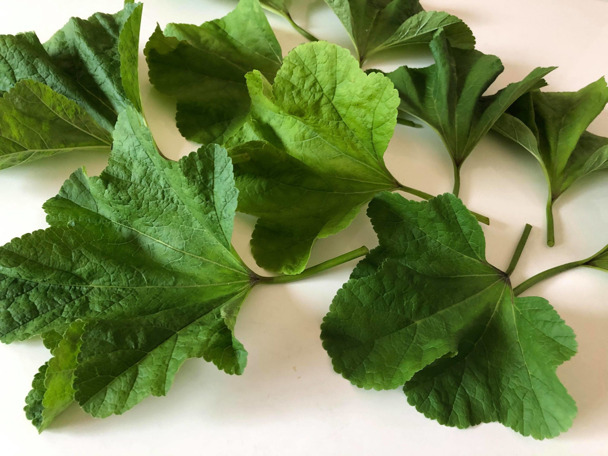 おかのり～おか野菜シリーズ 畑の海藻？！～ | 愛の野菜伝道師