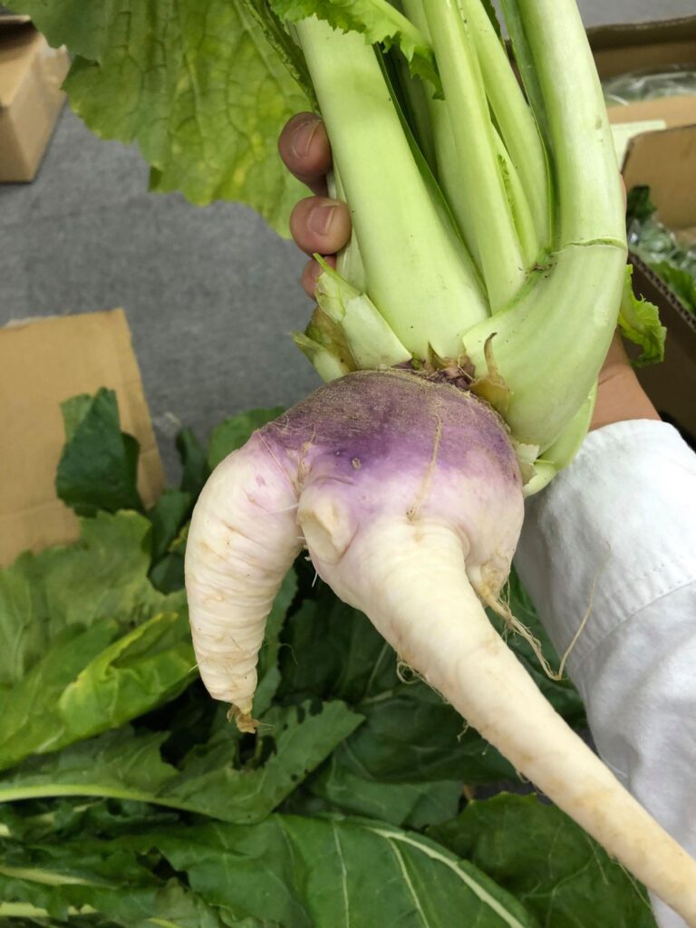 やさい野沢菜 愛の野菜伝道師 やさい野沢菜 愛の野菜伝道師