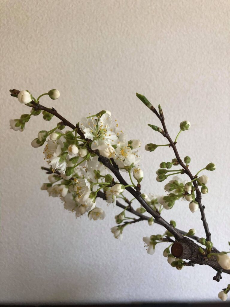 プラムの花 愛の野菜伝道師